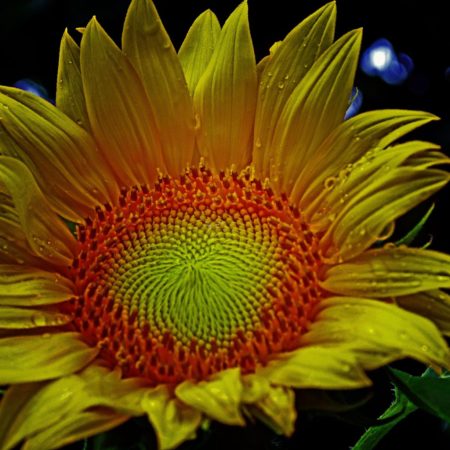 Nature - W SF 005_edited-1047